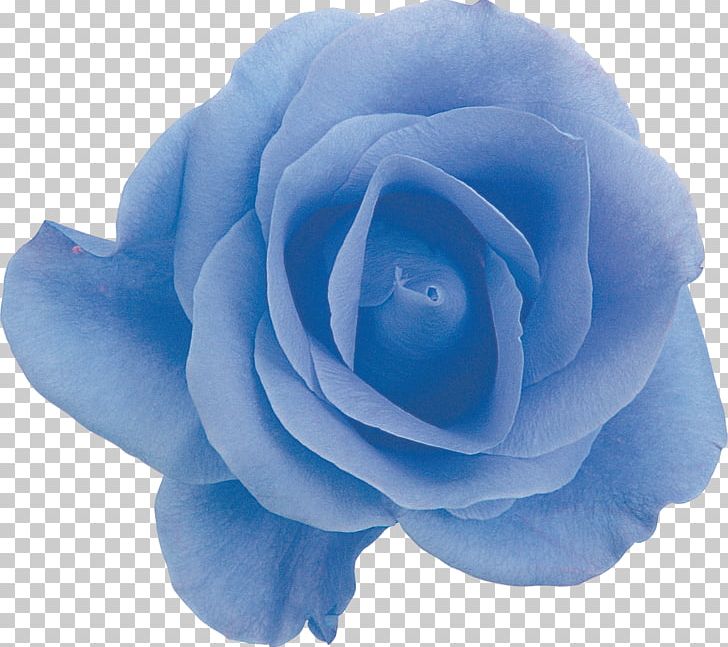 Garden Roses Blue Rose Centifolia Roses Floribunda PNG, Clipart, Aqua, Blue, Blue Rose, Centifolia Roses, Computer Icons Free PNG Download