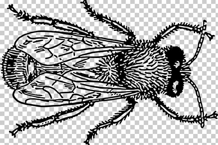 Insect Bee Drawing PNG, Clipart, Animals, Art, Arthropod, Artwork, Bee Free PNG Download