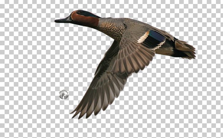 Mallard Duck Bird Eurasian Teal Blue-winged Teal PNG, Clipart, Ana, Anas, Anatidae, Animals, Anseriformes Free PNG Download