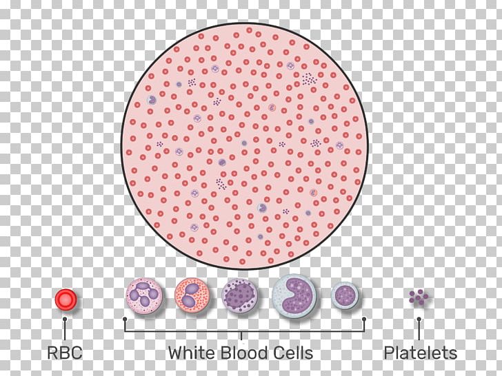 Red Blood Cell Complete Blood Count White Blood Cell Platelet PNG, Clipart, Area, Blood, Blood Cell, Blood Vessel, Cell Free PNG Download