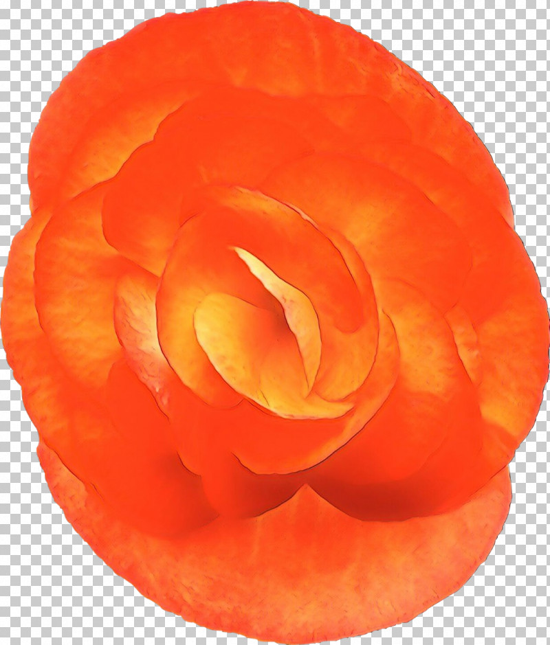 Orange PNG, Clipart, Begonia, Carving, Flower, Orange, Peach Free PNG Download