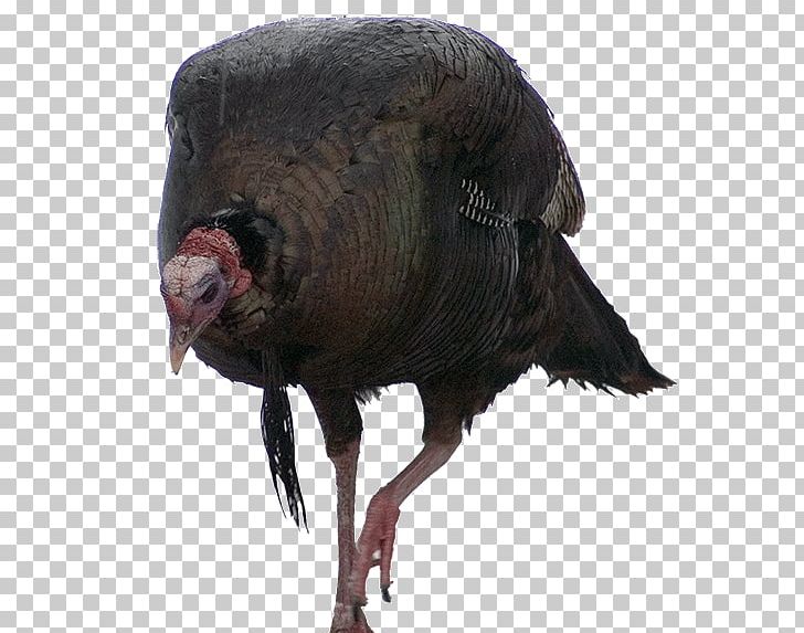 Beak Neck Terrestrial Animal Domestication PNG, Clipart, Animal, Beak, Bird, Domesticated Turkey, Domestication Free PNG Download