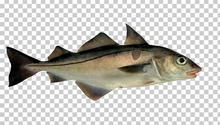Atlantic Ocean Fish And Chips Pollock Haddock Hake PNG, Clipart, Atlantic Halibut, Atlantic Ocean, Atlantic Wolffish, Barramundi, Cod Free PNG Download