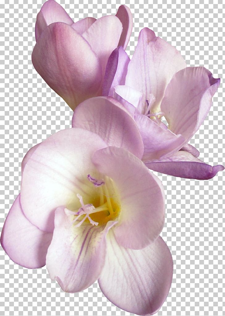 Cut Flowers Petal PNG, Clipart, Clip Art, Cut Flowers, Flower, Flower Bouquet, Flowering Plant Free PNG Download