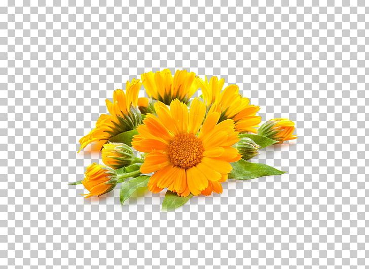 Calendula Officinalis Oil Tincture Plant Skin Care PNG, Clipart, Annual Plant, Calendula, Chamomile, Cut Flowers, Daisy Family Free PNG Download