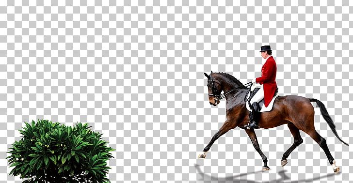Horse 2014 FEI World Equestrian Games Equestrianism Dressage PNG, Clipart, Animals, Dark, Deviantart, Horse, Horse Supplies Free PNG Download