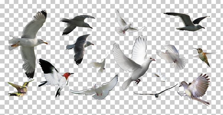 Bird PNG, Clipart, Adobe Illustrator, Alphabet Collection, Animals, Charadriiformes, Collection Free PNG Download