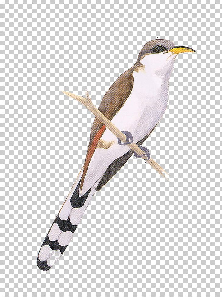 Birds Of North America Yellow-billed Cuckoo Cuckoos National Audubon Society PNG, Clipart, American Yellow Warbler, Animals, Beak, Belted Kingfisher, Bill Free PNG Download