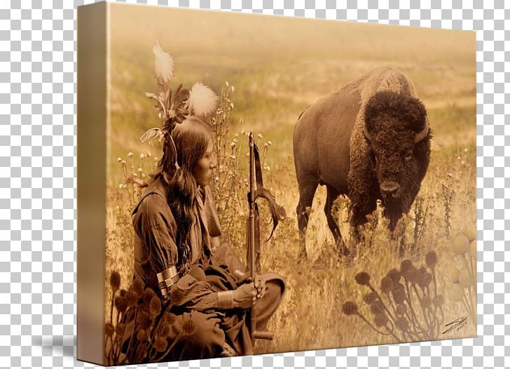 American Bison Wildlife Native Americans In The United States Cheyenne Quotation PNG, Clipart, American Bison, Americans, Bison, Cattle Like Mammal, Cheyenne Free PNG Download