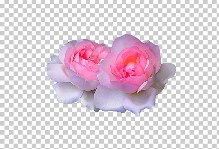 Garden Roses Pink Wedding Cabbage Rose Flower PNG, Clipart, Bride, Camellia, Cut Flowers, Deco, Floribunda Free PNG Download