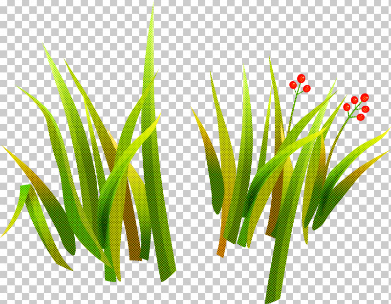 Grass Green Plant Grass Family Chives PNG, Clipart, Chives, Flower, Grass, Grass Family, Green Free PNG Download