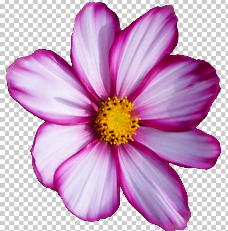 Annual Plant PNG, Clipart, Annual Plant, Argyranthemum Frutescens, Blossom, Closeup, Cosmos Free PNG Download