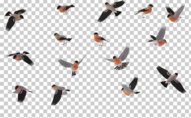 Bird Migration Wren House Sparrow PNG, Clipart, Animal Cartoon, Animals, Beak, Bird, Bird Migration Free PNG Download