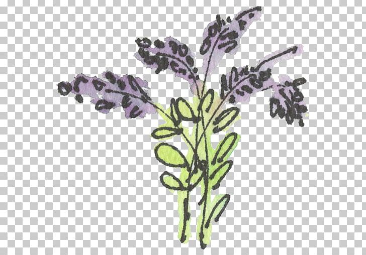 English Lavender French Lavender Drawing PNG, Clipart, Art, Clip, Cut Flowers, Download, Drawing Free PNG Download