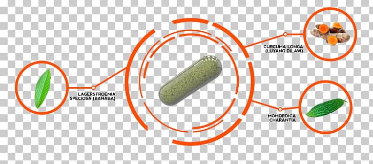 Dietary Supplement Herb Longjack Bitter Melon Ingredient PNG, Clipart, Angle, Bitter Melon, Brand, Capsule, Circle Free PNG Download