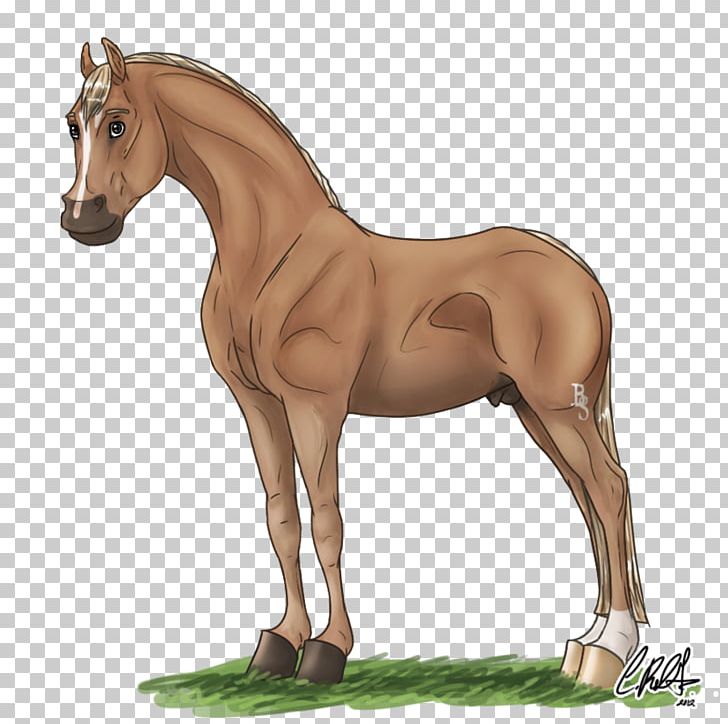 Foal Mustang Stallion Mare Colt PNG, Clipart,  Free PNG Download
