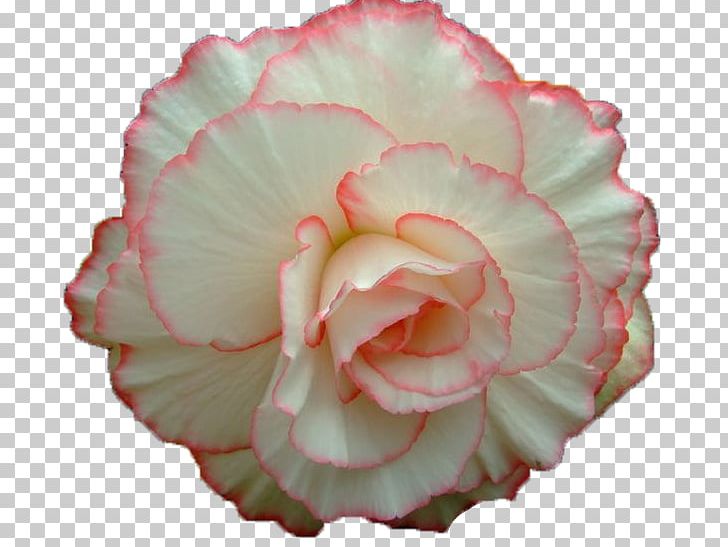 Garden Roses Cabbage Rose Flower Animaatio PNG, Clipart, Animaatio, Begonia, Carnation, Cut Flowers, Flower Free PNG Download