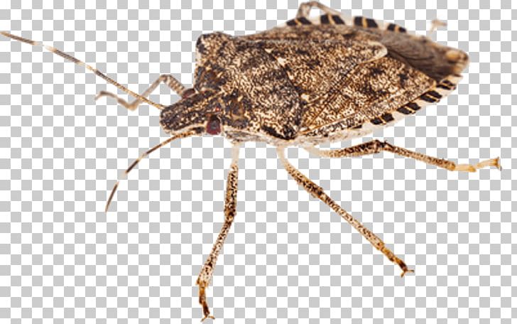 Insect Brown Marmorated Stink Bug Stink Bugs Cockroach Bed Bug PNG, Clipart, Animals, Araneus, Arthropod, Bed Bug, Brown Marmorated Stink Bug Free PNG Download