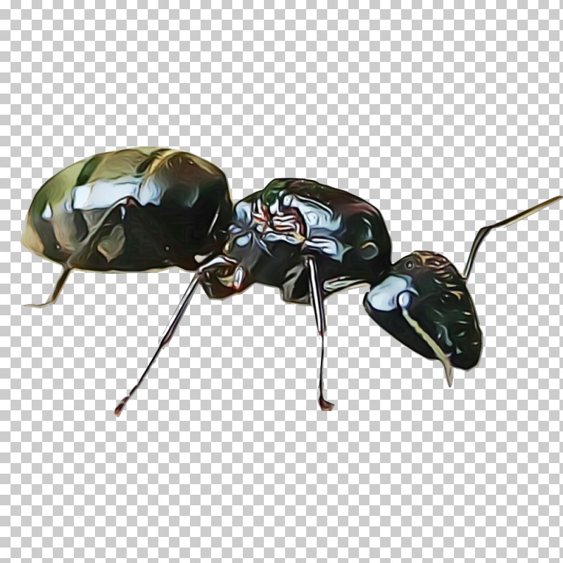 Insect Carpenter Ant Beetle Pest Ground Beetle PNG, Clipart, Beetle, Carpenter Ant, Ground Beetle, Insect, Leaf Beetle Free PNG Download