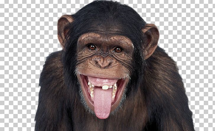 Common Chimpanzee Gorilla Dog Baby Chimpanzee Cat PNG, Clipart, Aggression, Baby, Baby Chimpanzee, Bubbles, Cartoon Free PNG Download
