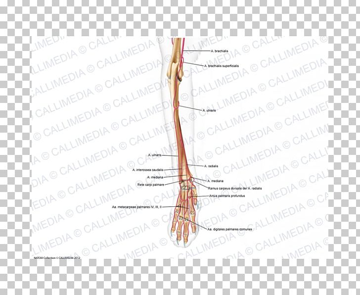 Finger Diagram Line Angle Joint PNG, Clipart, Angle, Arm, Art, Diagram, Finger Free PNG Download