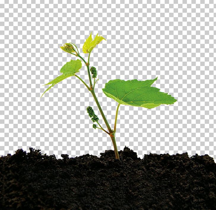 Organic Matter Total Organic Carbon Soil Nitrogen Phosphorus PNG, Clipart, Branch, Business, Carbon, Herb, Leaf Free PNG Download