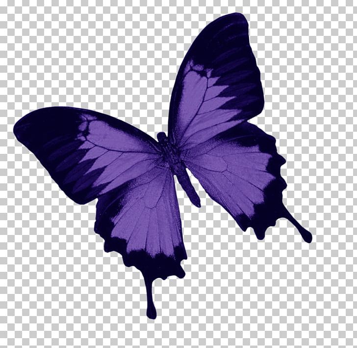 Butterfly Blue Green Photography PNG, Clipart, Arthropod, Blue, Brush Footed Butterfly, Butterflies And Moths, Butterfly Free PNG Download