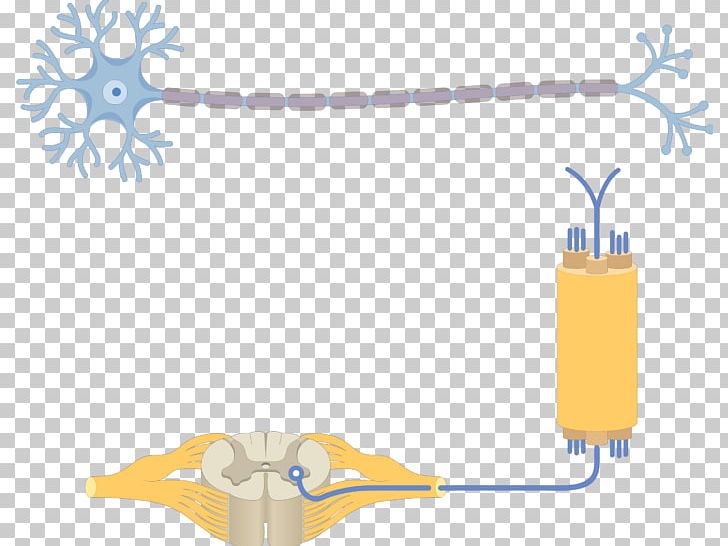 Multipolar Neuron Pseudounipolar Neuron Soma PNG, Clipart, Axon, Bipolar Neuron, Central Nervous System, Dendrite, Hardware Accessory Free PNG Download