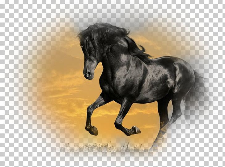 Mustang Stallion Arabian Horse Gallop Friesian Horse PNG, Clipart, Animal, Arabian Horse, Black, Black Stallion, Bridle Free PNG Download