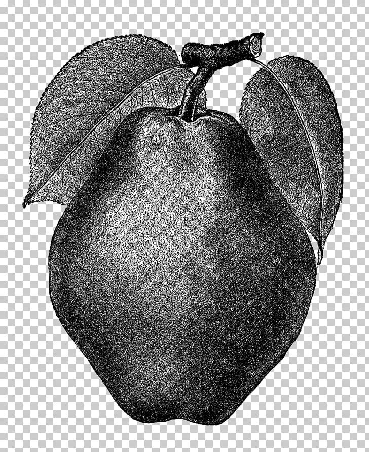 Pear Drawing PNG, Clipart, Antique, Apple, Art, Black And White, Botanicals Free PNG Download