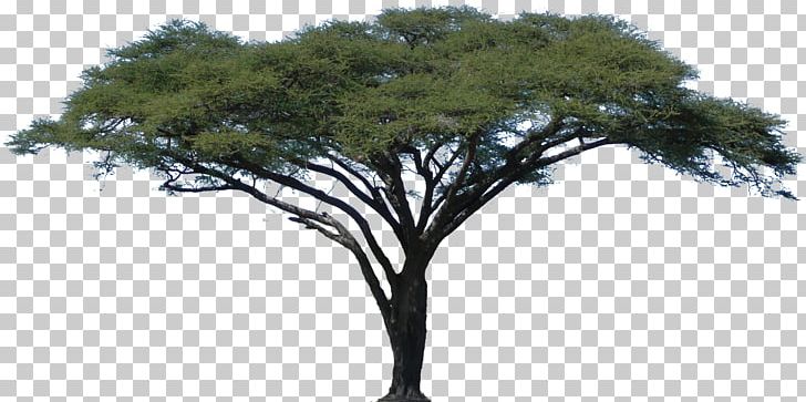 Acacia African Trees PNG, Clipart, Acacia, African, African Trees, Baobab, Branch Free PNG Download