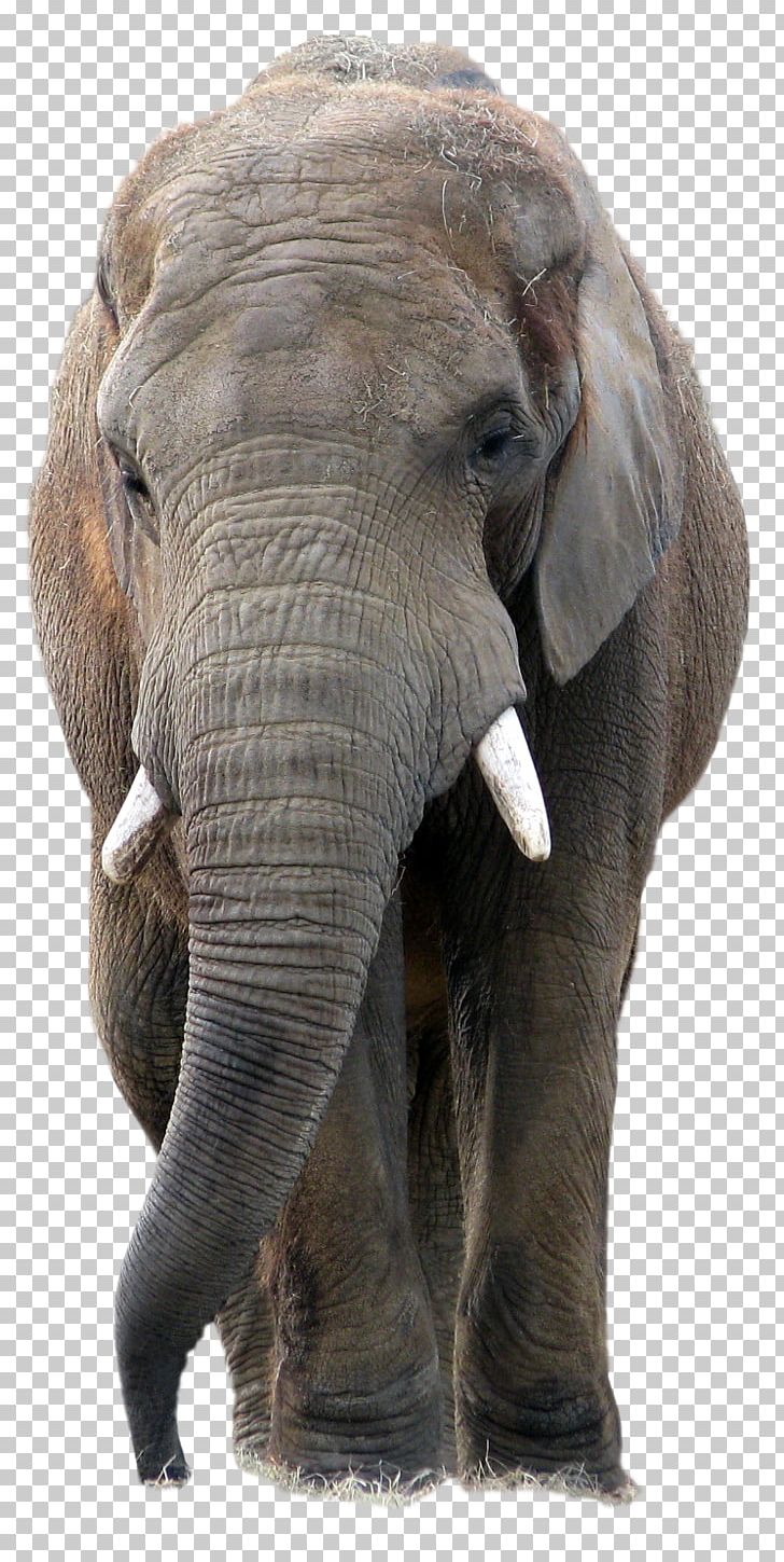 Elephant PaintShop Pro Icon PNG, Clipart, African Bush Elephant, African Forest Elephant, Animals, Asian Elephant, Biological Free PNG Download