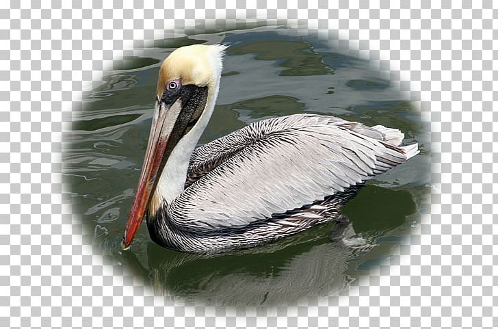 Pelican Guild Hall Gallery Duval Street Beak Artist PNG, Clipart, Artist, Art Museum, Beak, Bird, Duval Street Free PNG Download