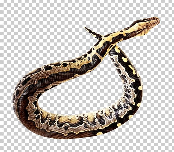 Anaconda PNG, Clipart, Anaconda Free PNG Download