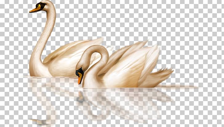Black Swan Bird Goose PNG, Clipart, Animals, Beak, Bird, Black Swan, Ducks Geese And Swans Free PNG Download