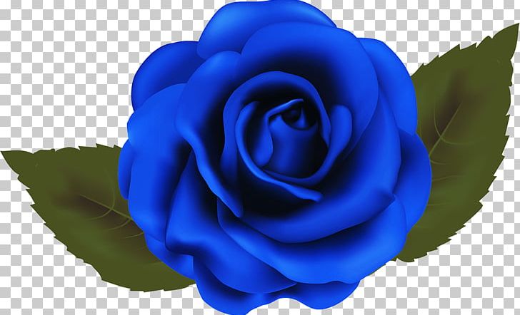 Garden Roses Blue Rose Beach Rose Cabbage Rose PNG, Clipart, Art, Beach Rose, Blue, Blue Rose, Cabbage Rose Free PNG Download