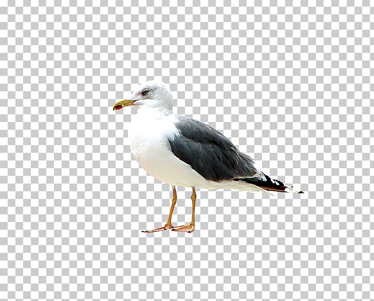 Great Black-backed Gull Bird Gulls European Herring Gull PNG, Clipart, Animals, Background Black, Back To School, Beak, Black Free PNG Download