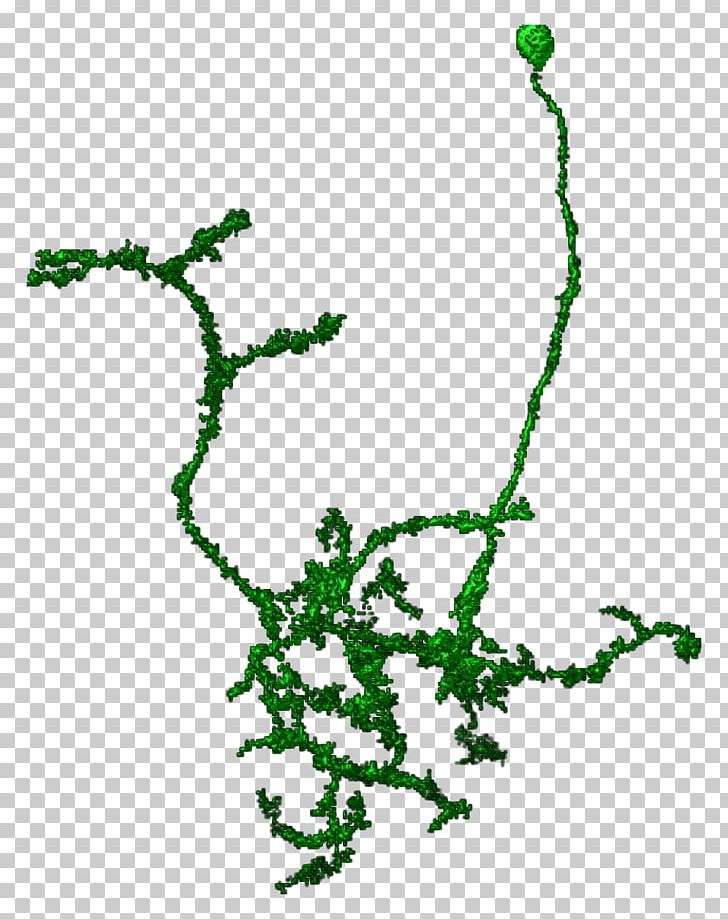 Line Point Leaf Green PNG, Clipart, Area, Art, Branch, Branching, Flora Free PNG Download