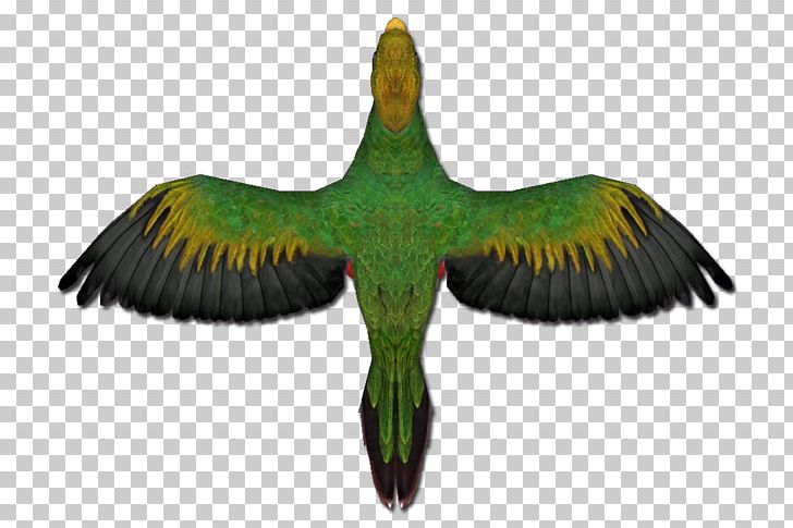 Parakeet Feather Fauna Beak Tail PNG, Clipart, Animals, Beak, Bird, Fauna, Feather Free PNG Download