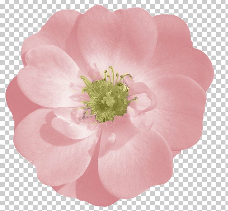 Rose Pink Flower PNG, Clipart, Blossom, Clip Art, Common Sunflower, Drawing, Flower Free PNG Download
