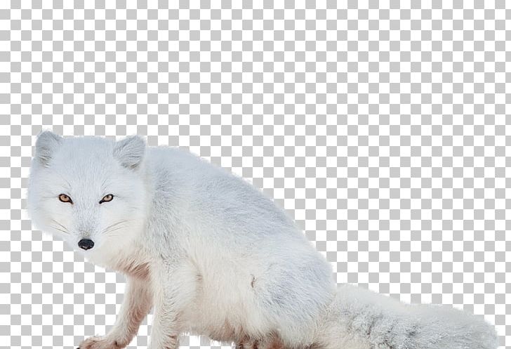 Arctic Fox Alaskan Tundra Wolf PNG, Clipart, Alaskan Tundra Wolf, Animals, Arctic, Arctic Fox, Canidae Free PNG Download