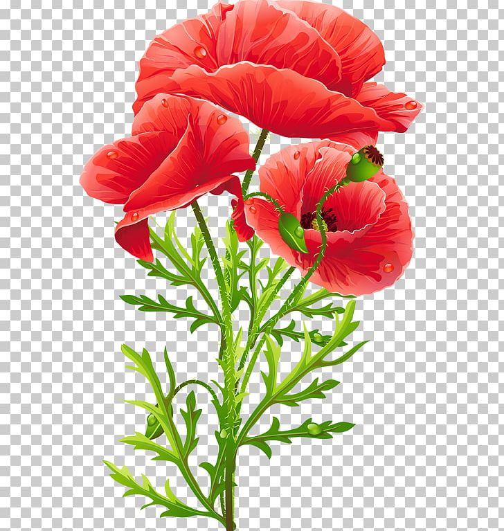 Common Poppy King Peppy Flower PNG, Clipart, Annual Plant, Common Poppy, Coquelicot, Cut Flowers, Dj Suki Free PNG Download