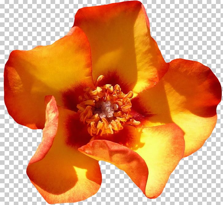 Beach Rose Flower Orange Petal Blossom PNG, Clipart, Beach Rose, Blossom, Bud, Floribunda, Flower Free PNG Download