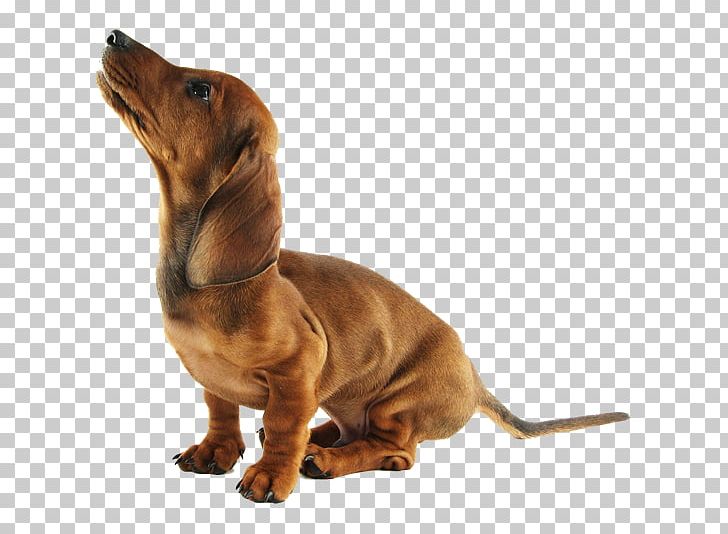 Dachshund Puppy Dog Breed Companion Dog Snout PNG, Clipart, Animals, Breed, Carnivoran, Companion Dog, Dachshund Free PNG Download
