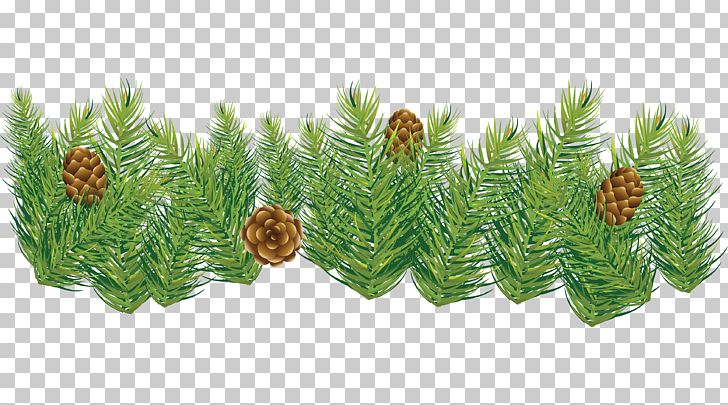 Fir Pine Spruce Conifer Cone PNG, Clipart, Berry, Branch, Cone, Conifer, Conifer Cone Free PNG Download