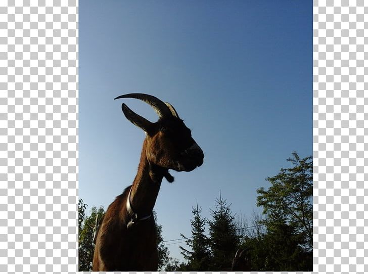 Goat Cattle Mammal Stock Photography PNG, Clipart, Animals, Cattle, Cattle Like Mammal, Cow Goat Family, Fauna Free PNG Download