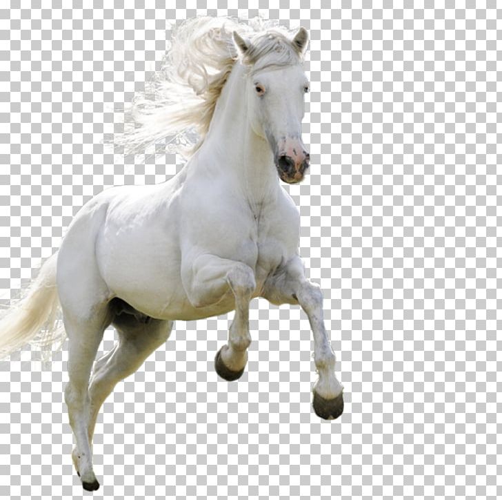 Horse High-definition Television Android PNG, Clipart, 4k Resolution, Animals, Bridle, Display Resolution, Download Free PNG Download