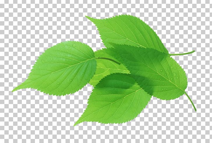 Leaf Green Transpiration Stock Photography PNG, Clipart, Autumn Leaf, Bladnerv, Decorative, Decorative Material, Ellipse Free PNG Download
