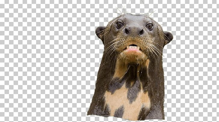 Mustelids Beaver Terrestrial Animal Snout Wildlife PNG, Clipart, Angry, Animal, Animals, Beaver, Fauna Free PNG Download