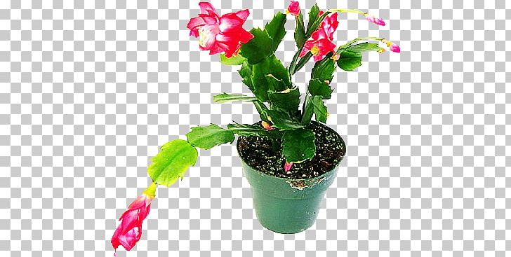 Penjing Flowerpot Graphic Design Plant PNG, Clipart, Bonsai, Cactaceae, Cactus, Flower, Flowering Plant Free PNG Download